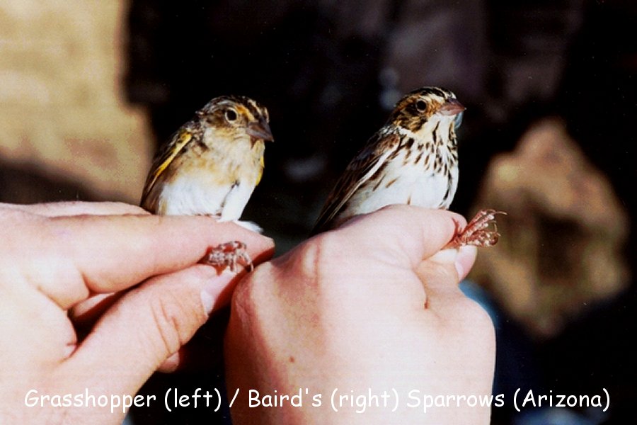 Grasshopper (left) / Baird's (right) Sparrows -winter- (Arizona)