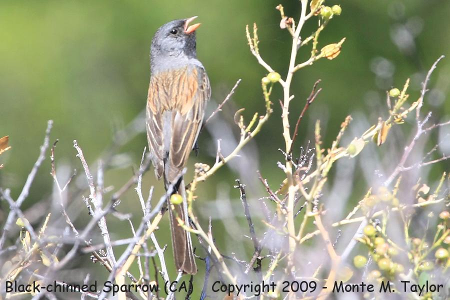 Black-chinned Sparrow -spring- (California)
