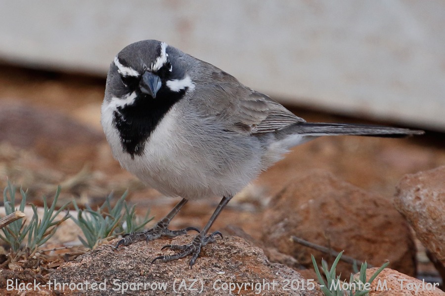 Black-throated Sparrow -spring- (Arizona)