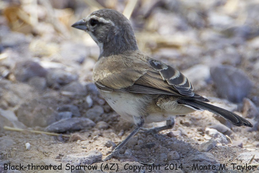 Black-throated Sparrow -summer immature- (Arizona)
