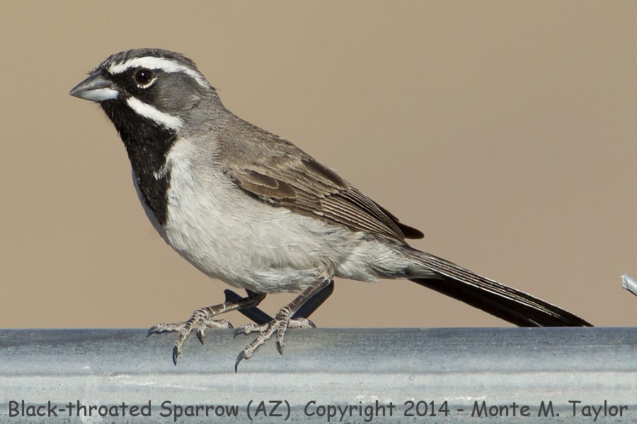 Black-throated Sparrow -summer- (Arizona)