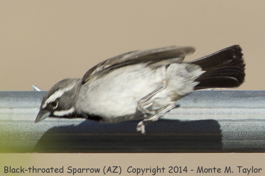 Black-throated Sparrow -summer- (Arizona)