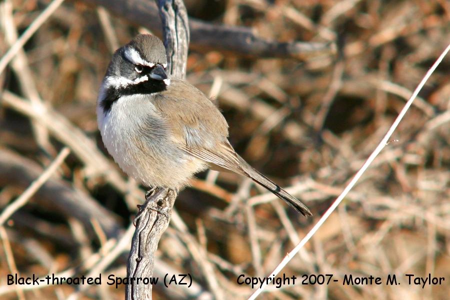 Black-throated Sparrow -winter- (Arizona)