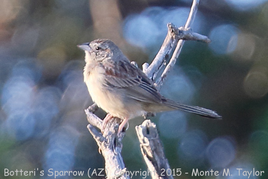 Botteri's Sparrow -spring- (Arizona)