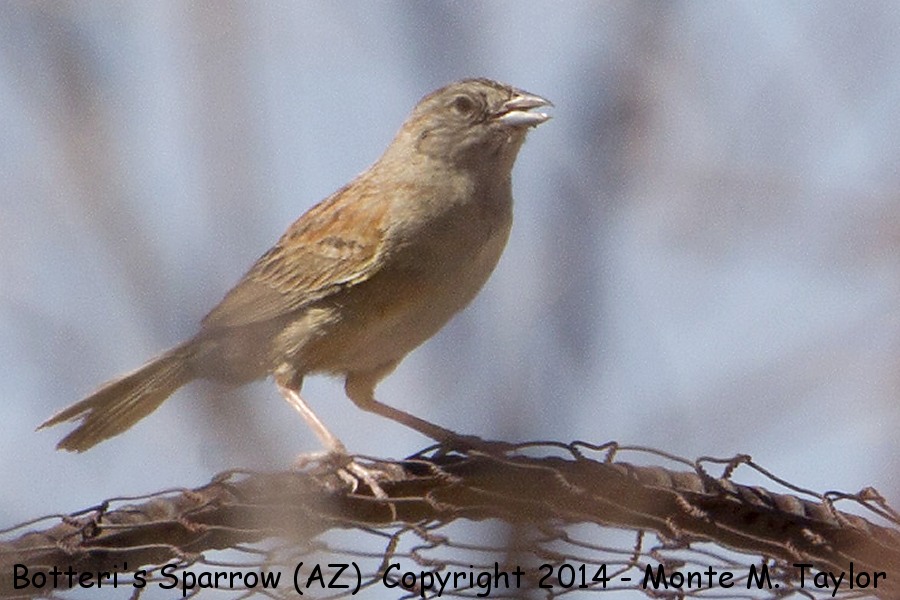 Botteri's Sparrow -summer- (Arizona)