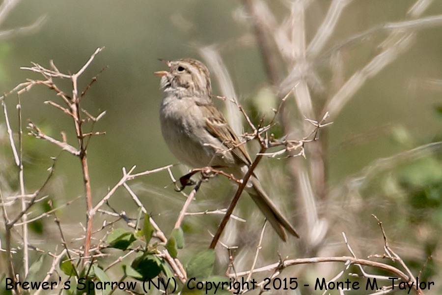 Brewer's Sparrow -spring- (Ruby Mountains, Nevada)
