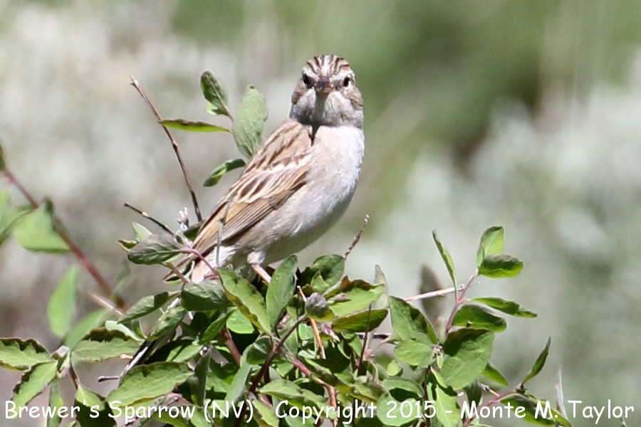 Brewer's [Timberline] Sparrow -spring- (Ruby Mountains, Nevada)