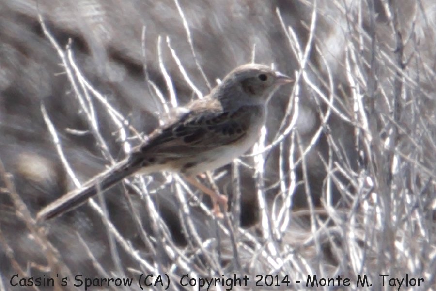 Cassin's Sparrow -spring- (GPS: 34.69632,-118.3800137, west of Palmdale, California)