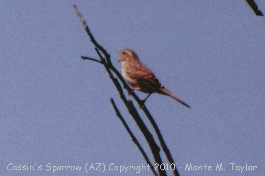 Cassin's Sparrow -spring- (Arizona)