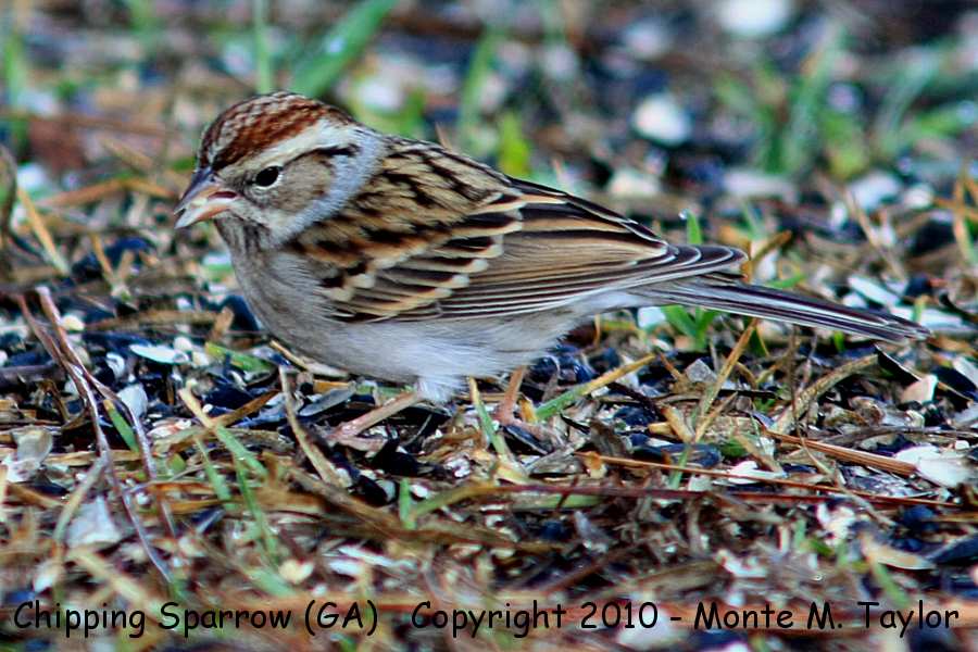 Chipping Sparrow -winter- (Georgia)