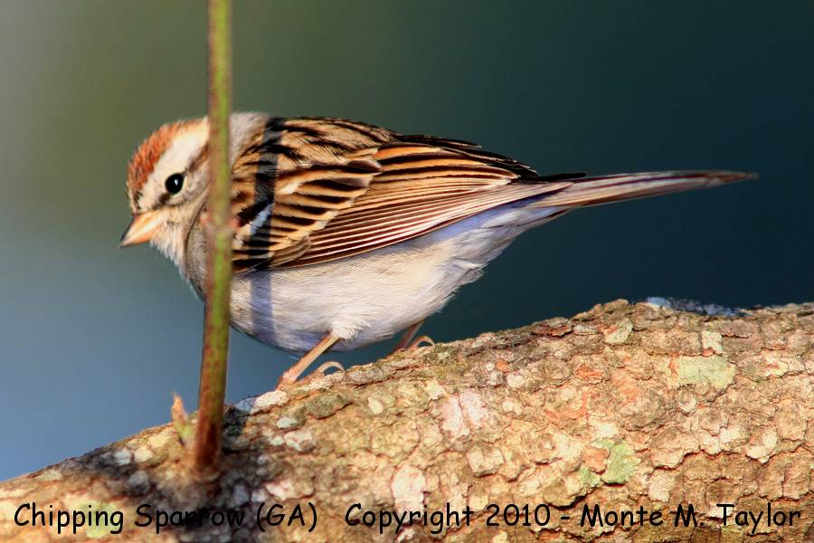 Chipping Sparrow -winter- (Georgia)