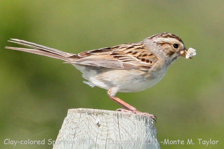 Clay-colored Sparrow -summer- (Montana)