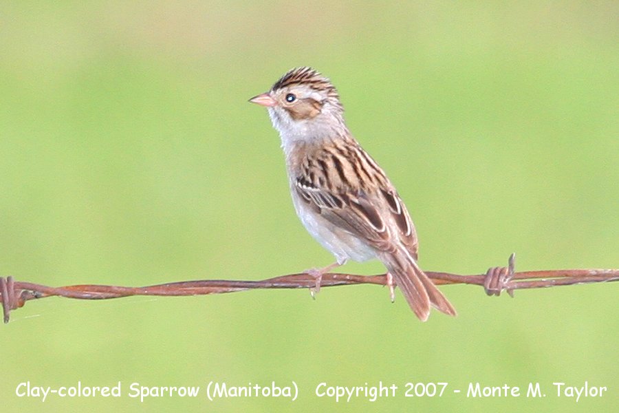 Clay-colored Sparrow -summer- (North Dakota)