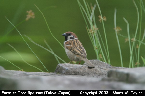 Eurasian Tree Sparrow -fall- (Japan at Tokyo Disneyland!)