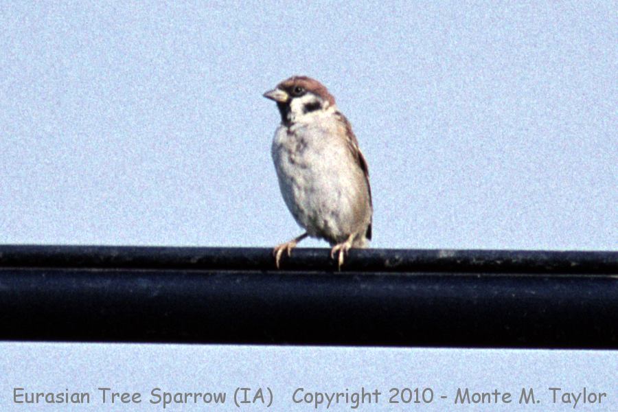 Eurasian Tree Sparrow -summer- (Iowa)