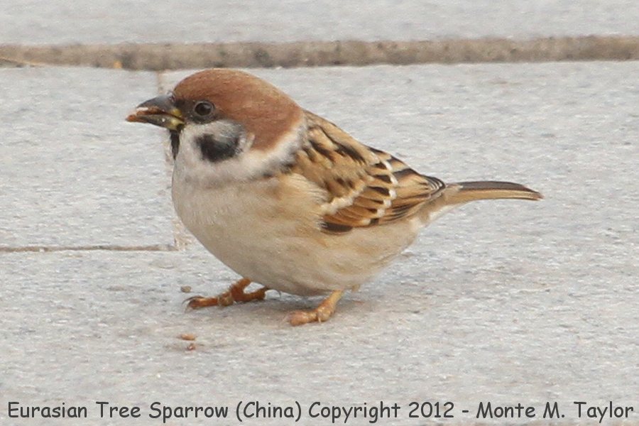 Eurasian Tree Sparrow -winter- (China)