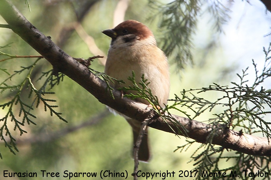 Eurasian Tree Sparrow -spring- (China)