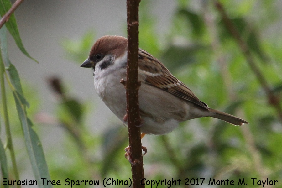 Eurasian Tree Sparrow -winter- (China)