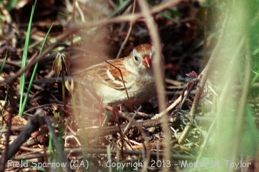 Field Sparrow -Nov 27th, 1989- (Irvine, California)