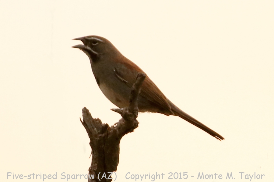 Five-striped Sparrow -spring- (Arizona)