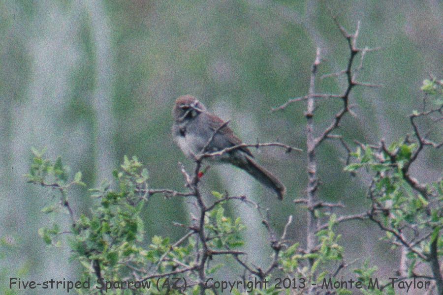 Five-striped Sparrow -spring- (Arizona)