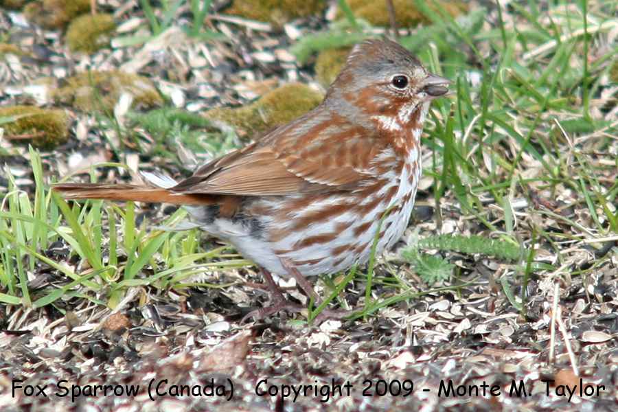 Fox Sparrow -summer eastern taiga race- (Churchill, Manitoba, Canada)