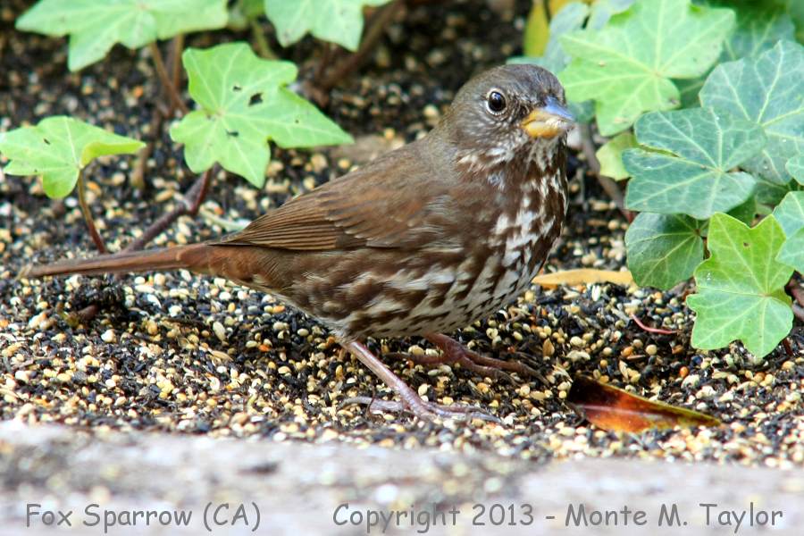 Fox Sparrow -winter- (California)