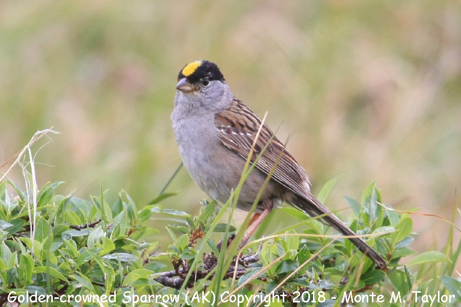 Golden-crowned Sparrow -summer- (Nome, Alaska)
