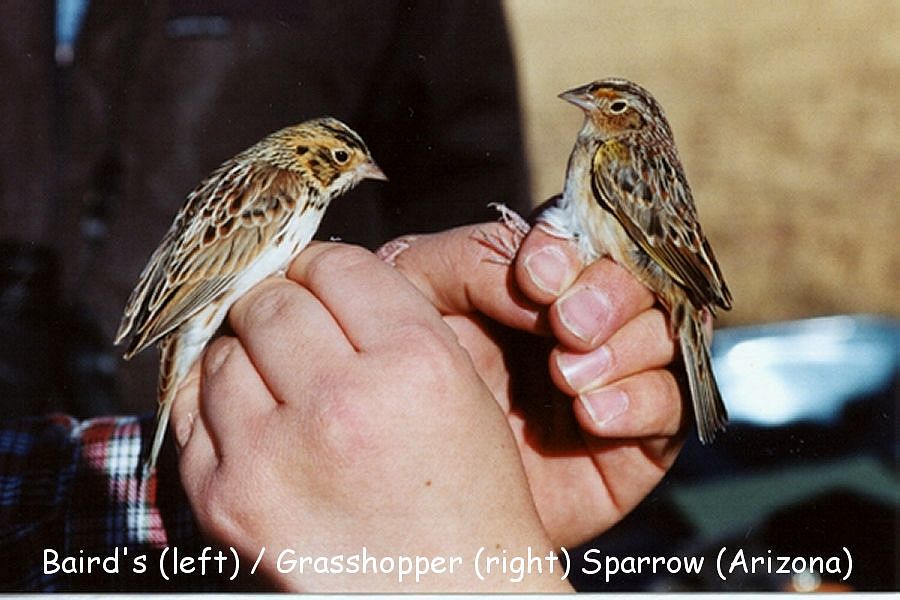 Baird's (left bird) / Grasshopper (right) Sparrows -winter- (Arizona)