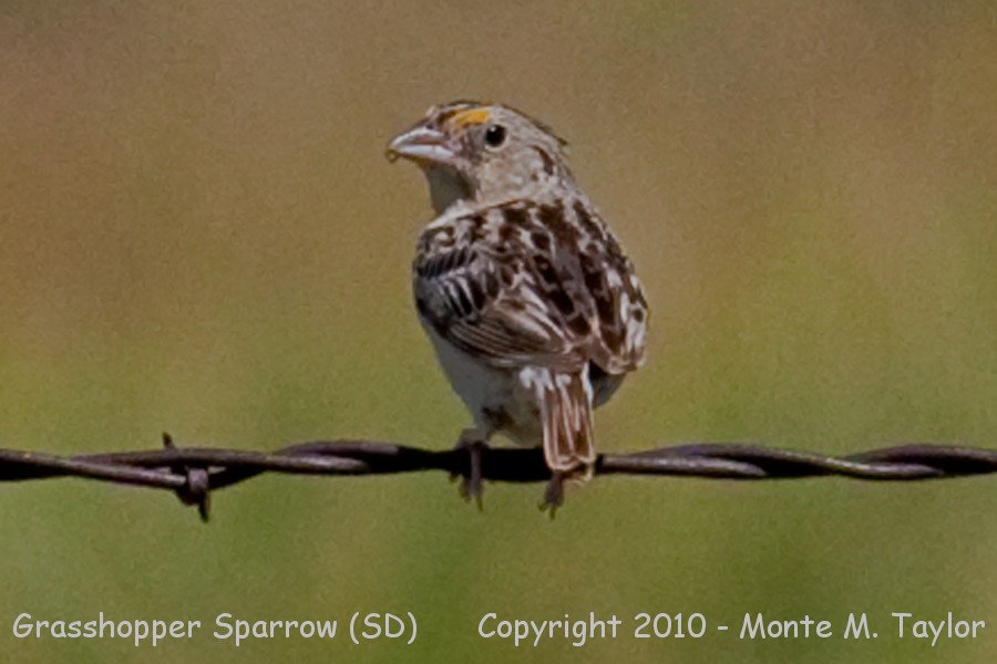 Grasshopper Sparrow -summer- (South Dakota)