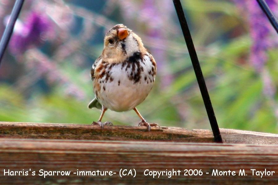 Harris's Sparrow -fall juvenal- (California)