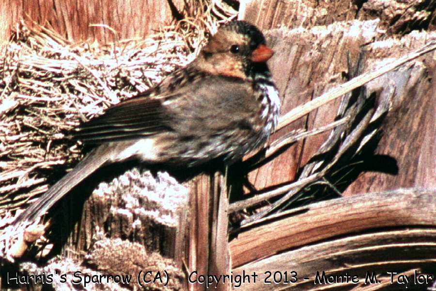 Harris's Sparrow -winter- (Furnace Creek Ranch, Death Valley, California)