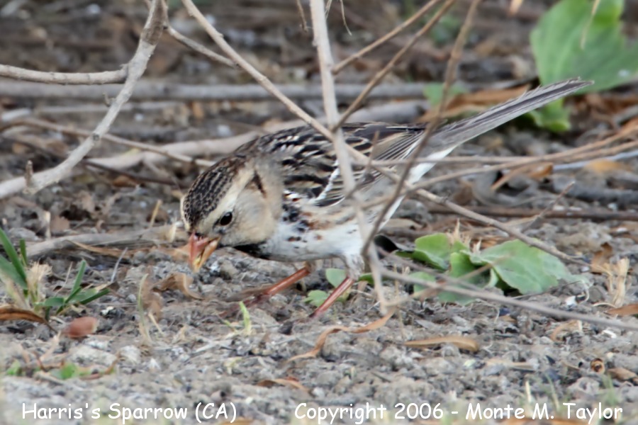 Harris's Sparrow -winter- (Irvine, California)