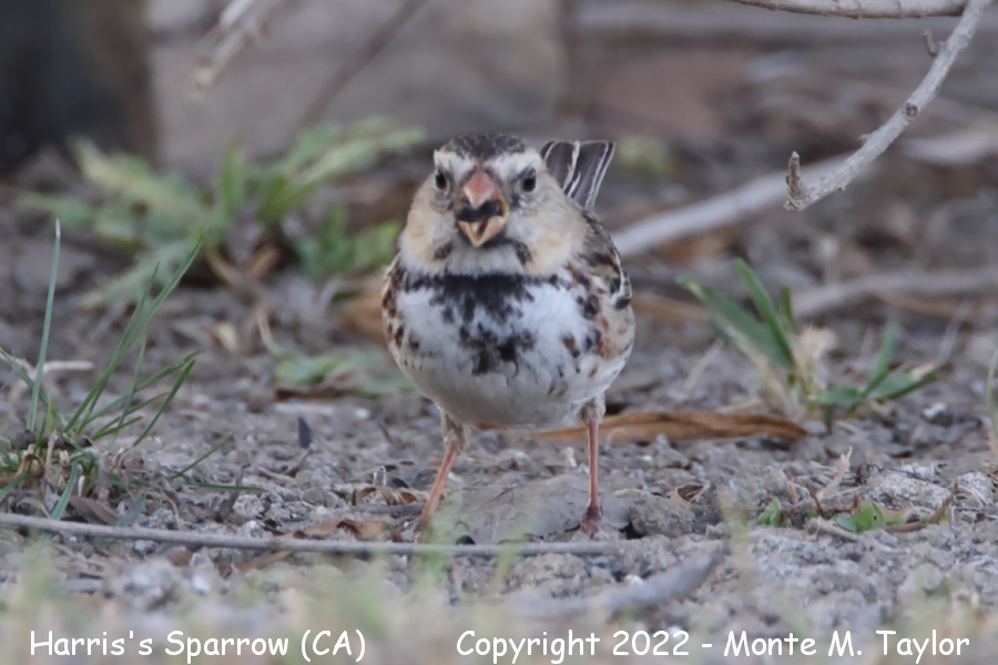 Harris's Sparrow -winter- (Irvine, California)