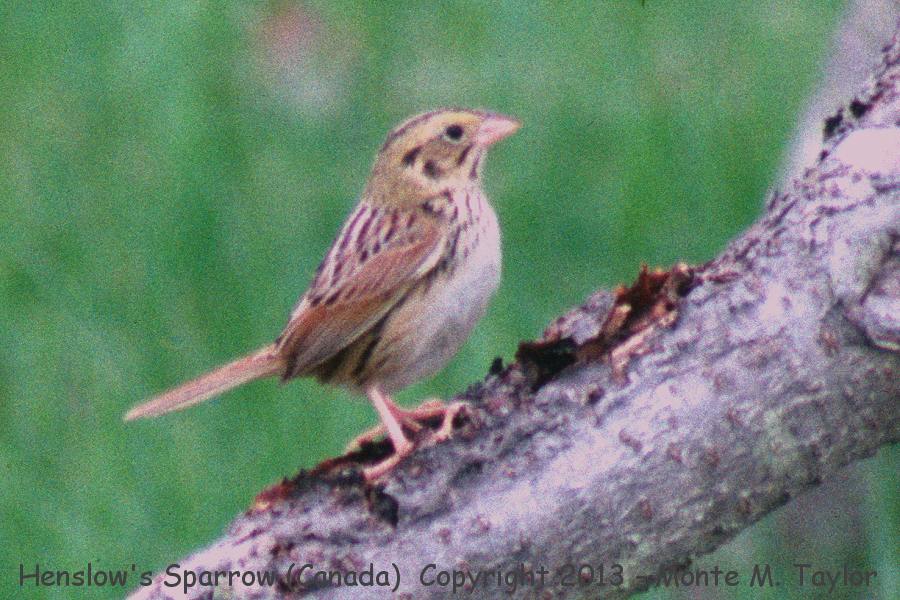 Henslow's Sparrow -spring- (Pt. Pelee, Ontario, Canada)