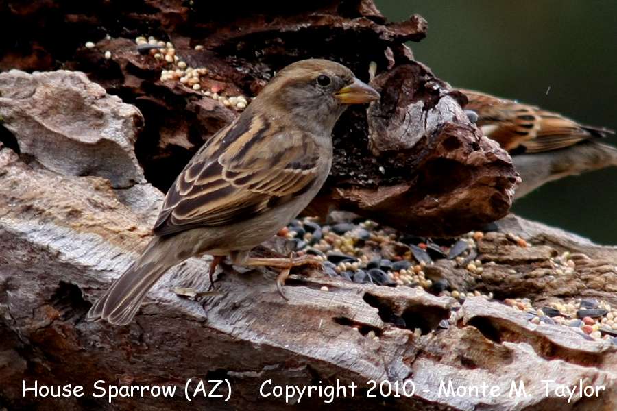 House Sparrow -winter female- (Arizona)