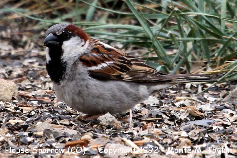 House Sparrow -spring male- (Colorado)