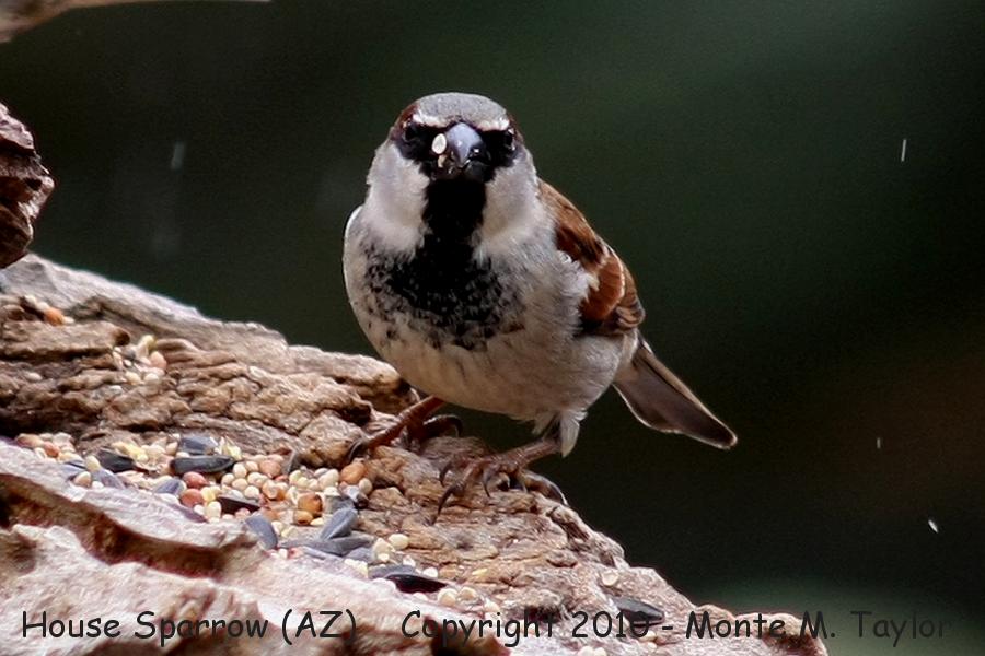 House Sparrow -winter male- (Arizona)