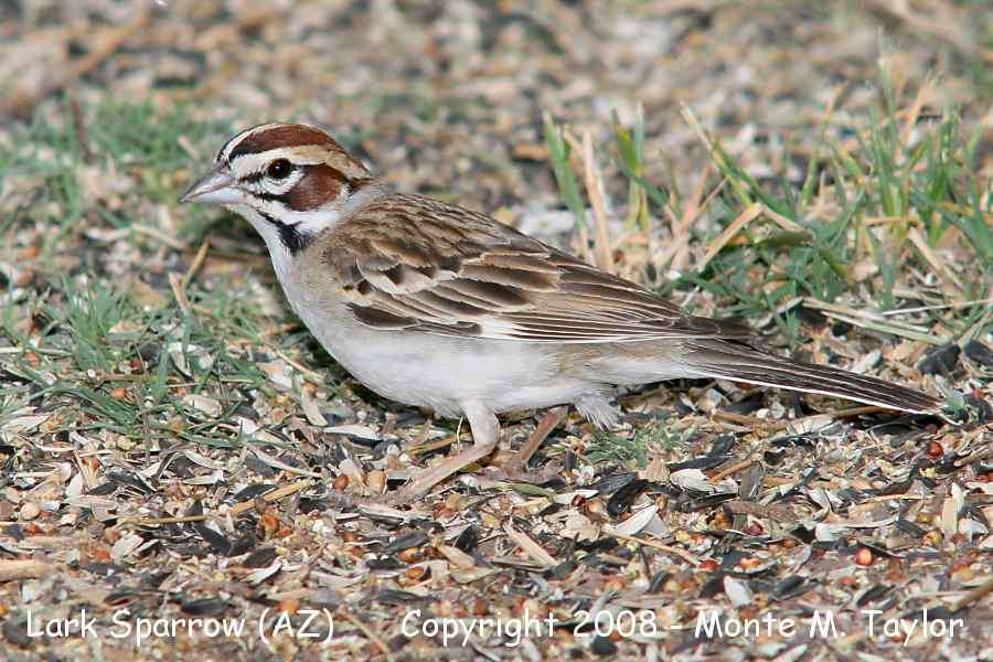 Lark Sparrow -spring- (Arizona)