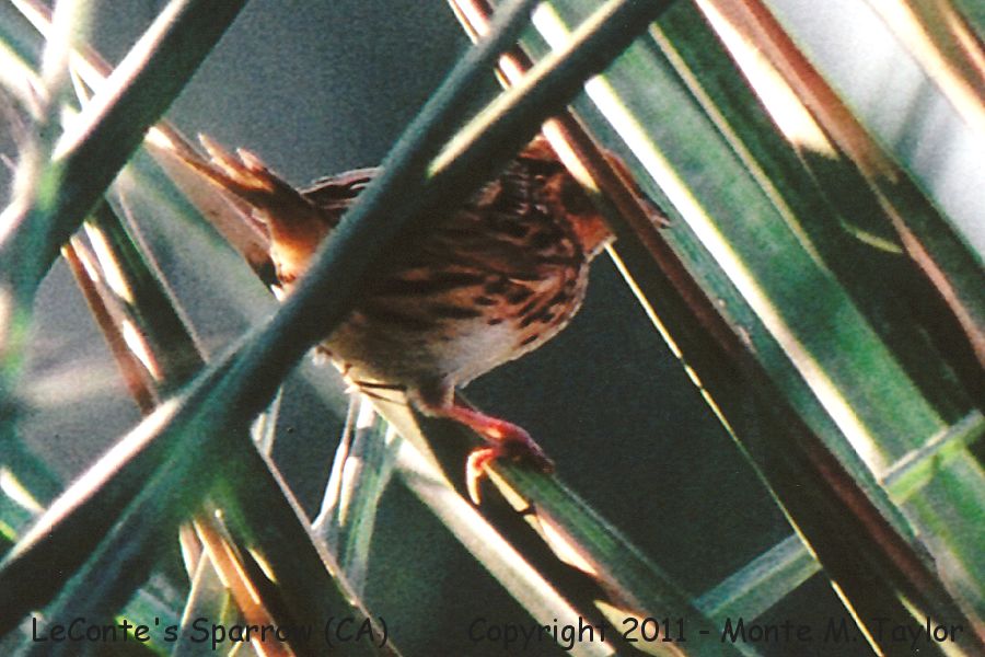 LeConte's Sparrow -Oct 5th, 1991- (Furnace Creek Ranch, Death Valley, California)