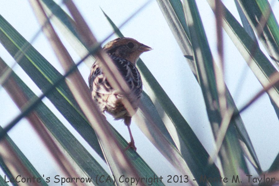 LeConte's Sparrow -Oct 5th, 1991- (Furnace Creek Ranch, Death Valley, California)
