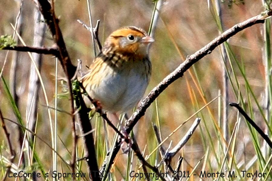 LeConte's Sparrow -winter- (Texas)