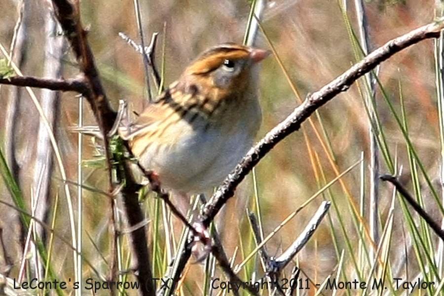 LeConte's Sparrow -winter- (Texas)
