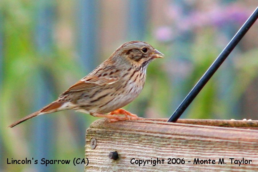 Lincoln's Sparrow -winter- (California)