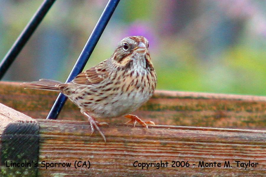 Lincoln's Sparrow (California)