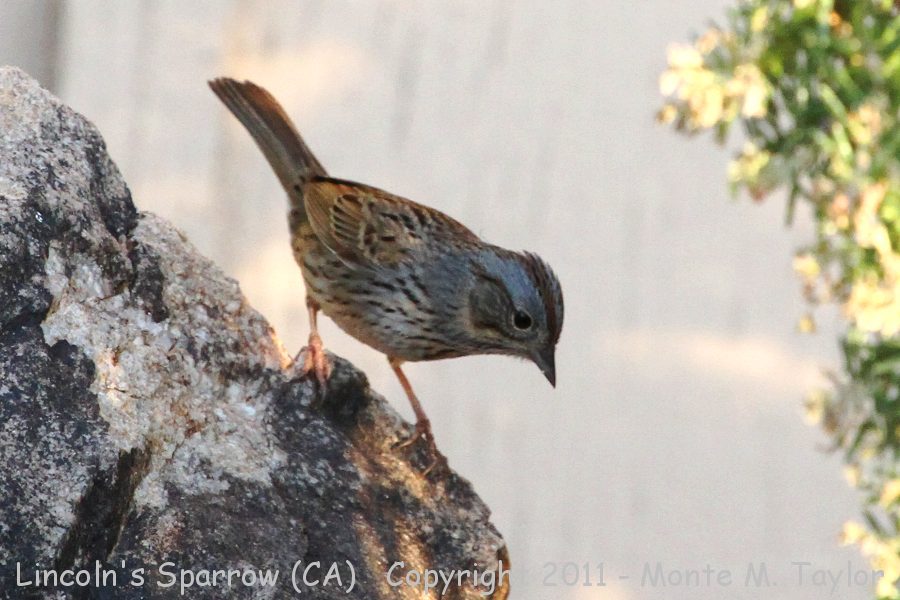 Lincoln's Sparrow -spring- (California)