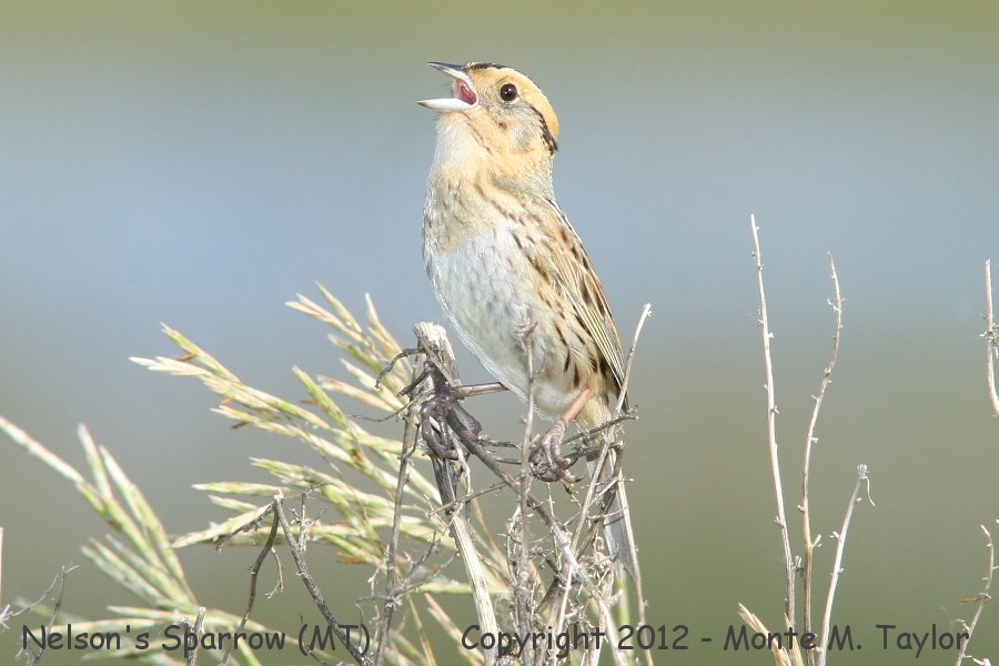 Nelson's Sparrow -summer male / formerly Nelson's Sharp-tailed Sparrow- (Montana)