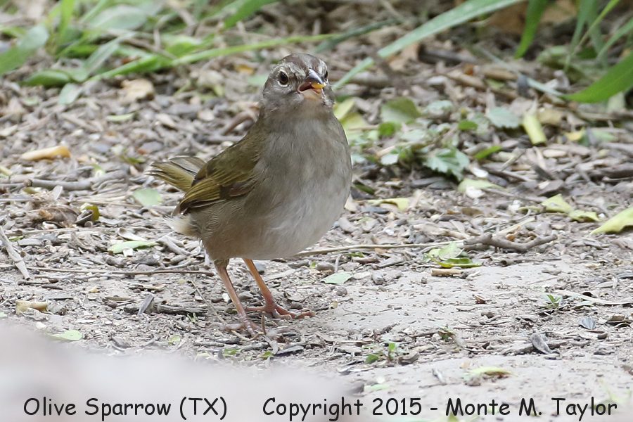 Olive Sparrow -winter- (Texas)