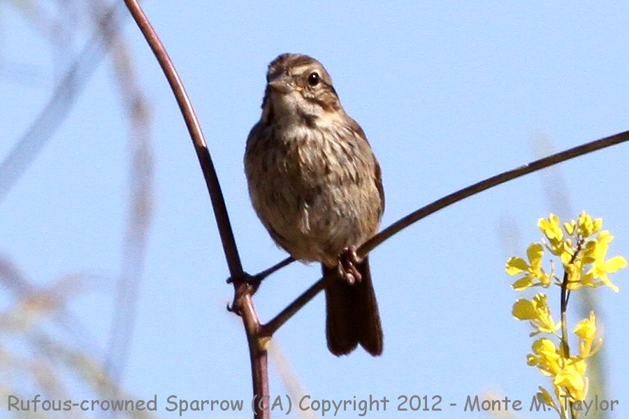 Rufous-crowned Sparrow -spring juvenal- (California)