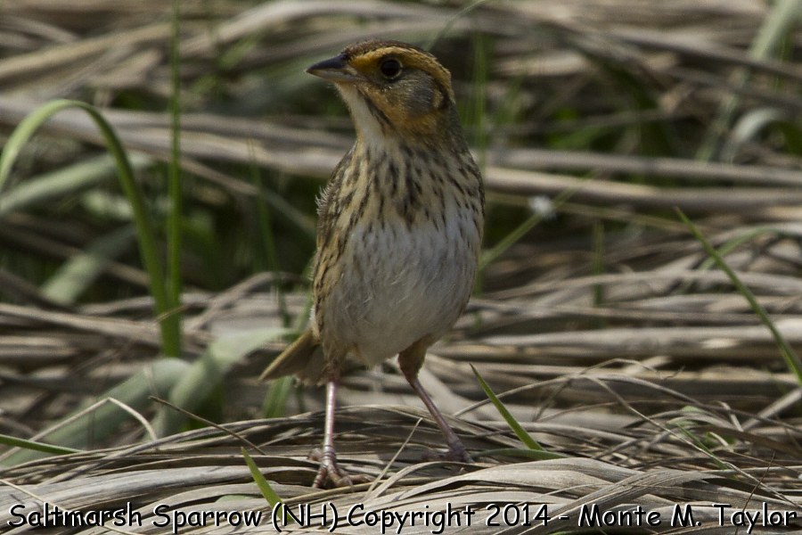 Saltmarsh Sparrow -spring- (New Hampshire)